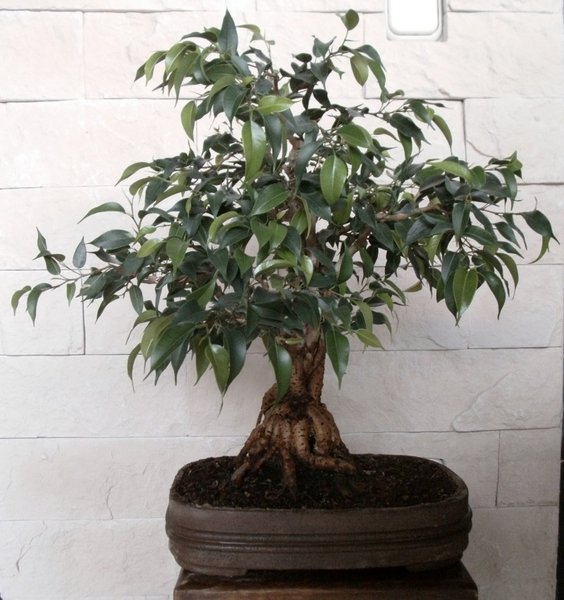 Ficus benjamina Mai 2015