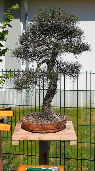Bonnistaender_2015_007_d.jpg