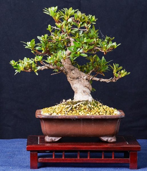 BCB_2015-05-09_Platz10Shohin_Mame.jpg