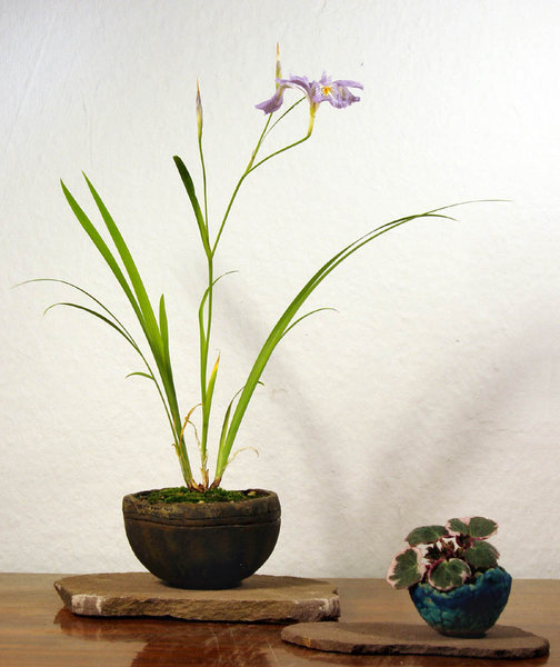 Iris-gracilipes02_2015-03small.jpg