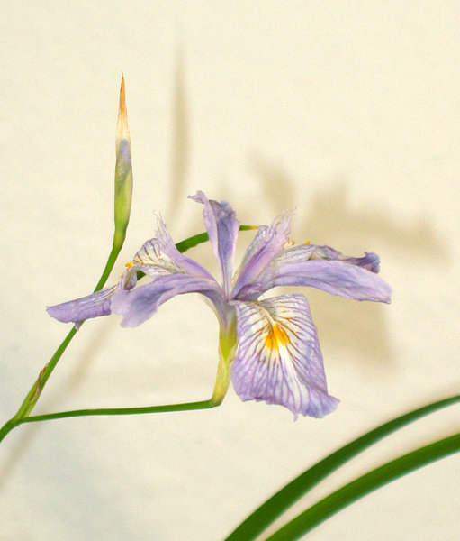Iris-gracilipes02_2015-04small.jpg