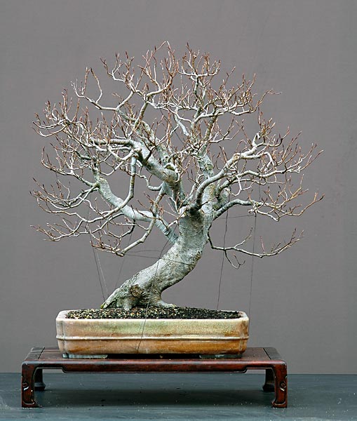 Rotbuche, Fagus sylvatica