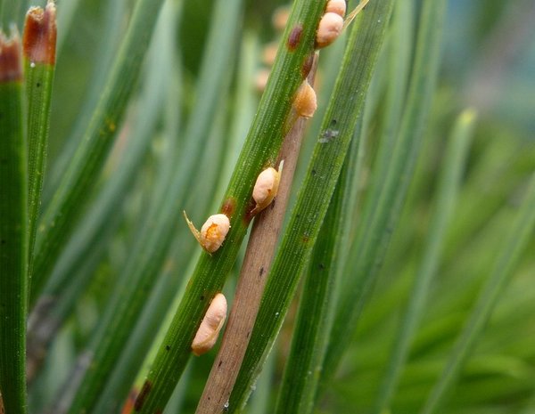 Coleosporium-tussilaginis-Pinus-mugo.jpg