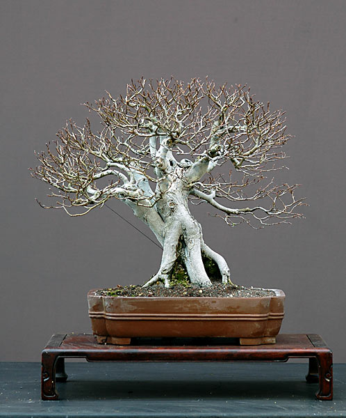 Rotbuche, Fagus sylvatica