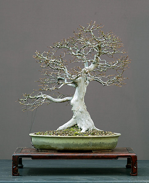 Hainbuche, Carpinus betulus