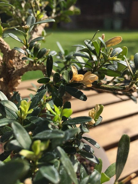 Buxus harlandii (gelbe Blätter)