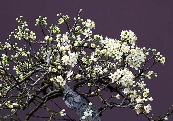 Blüten desselben