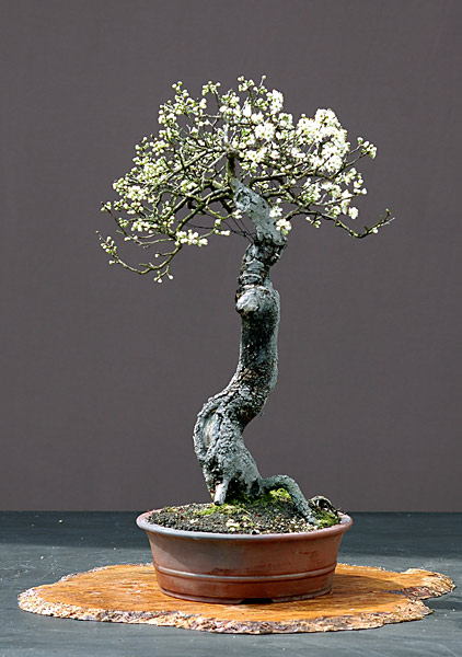 Schwarzdorn, Prunsu spinosa