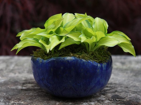 Hosta 'Cracker Crumbs' 136 BFF.JPG
