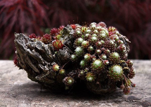 Sempervivum 139 BFF.JPG