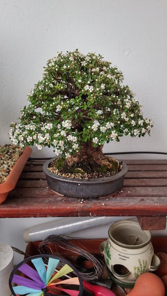 20150523_095920_HDR.jpg