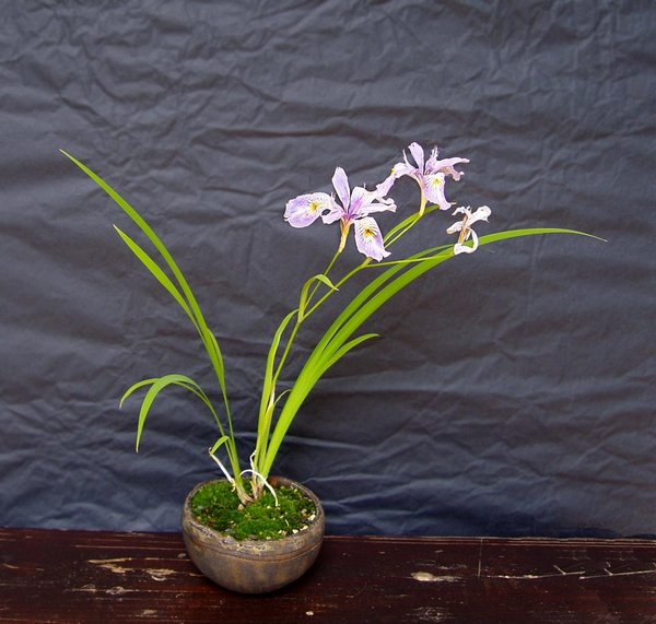 Die Iris gracilipes hat noch nachgelegt