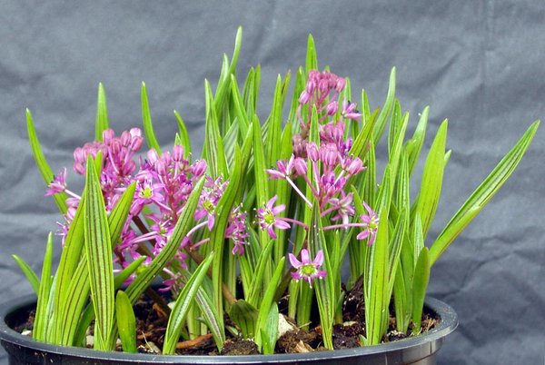 Ledebouria cooperi - habe ich beim Gartenfestival Wilhelmstal entdeckt und wartet noch auf ein schönes Schälchen