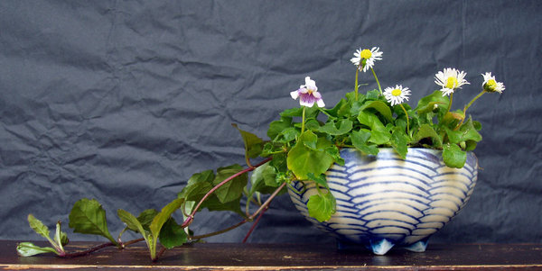 die erste Blüte des Tasmanischen Veilchens Viola hederacea - mit Gänseblümchen und Günsel<br />Schale HH