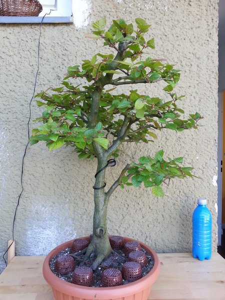 comp_20150524_114052.jpg