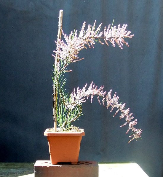 D003-Mai15-Tamarix.jpg