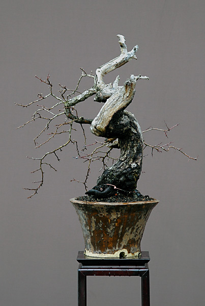 Dsc_3382v.jpg