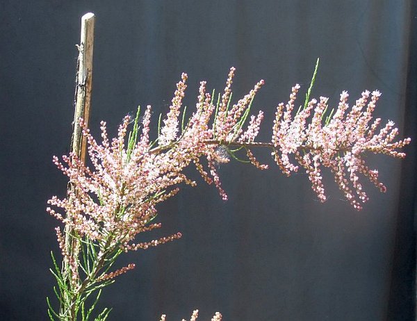 D004-Mai15-Tamarix.jpg