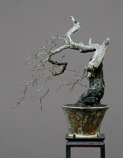 Dsc_3381v.jpg