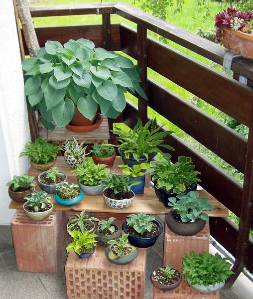 Hosta-Treppchen  Ende Mai 2015