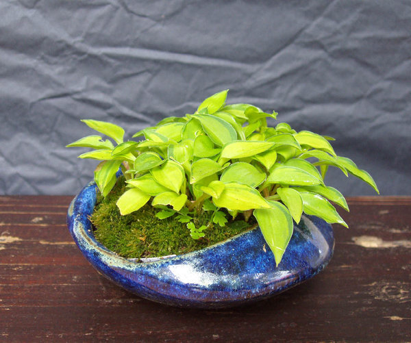 Hosta venusta 'Ki Nakafu Otome'<br />Schale Marc Berenbrinker