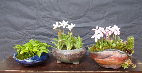 Mini-Hosta und Grassternchen Rhodohypoxis