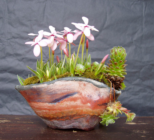 Rhodohypoxis 'Appleblossom' mit Spinnweb-Hauswurz<br />Schale Erin