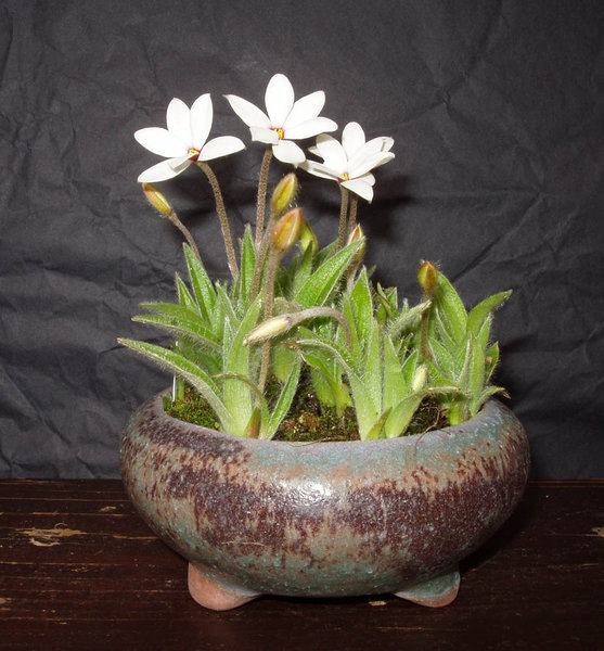 Rhodohypoxis 'Hebron Farm Red Eye'