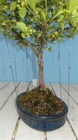 SAM_2117 (Small).JPG