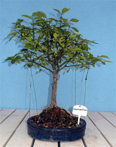SAM_2118 (Small).JPG