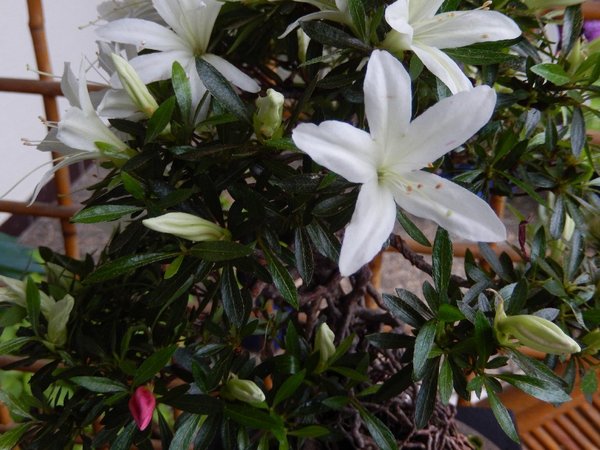 Blüte Hakurin