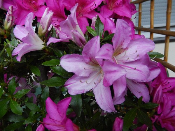 Satsuki Blüte Shisen