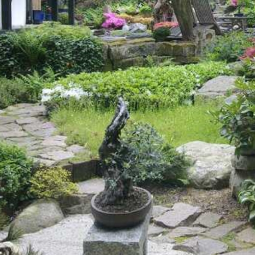 Wildolive, hohler Stamm