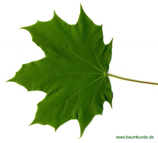 0056pic_blatt_gr.jpg