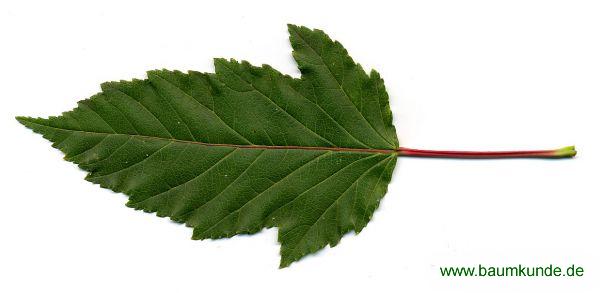 0139pic_blatt_gr.jpg