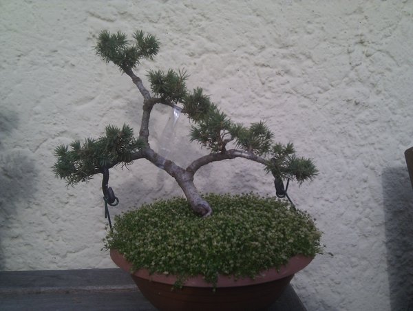 Zuckerhutfichte_2012