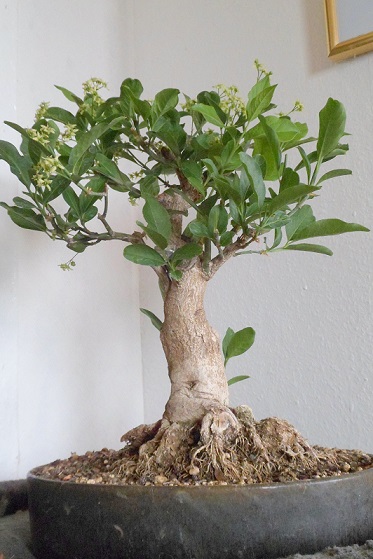 bonsai 002a..jpg