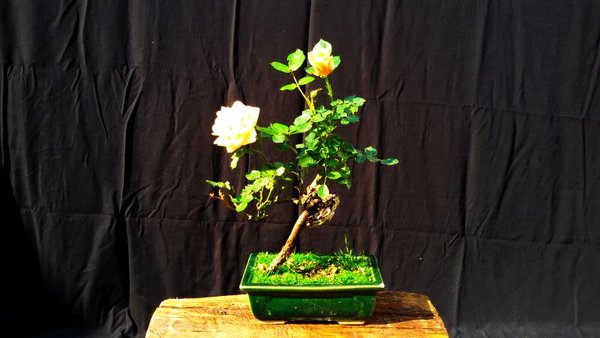 2015-05-21 09.25.43.jpg