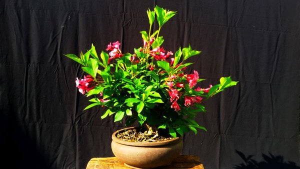 2015-05-21 09.22.55.jpg