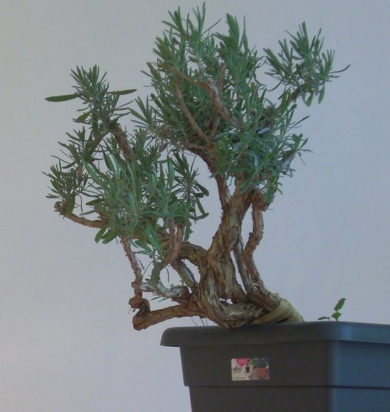 Lavendel Sommer 2014 2.jpg