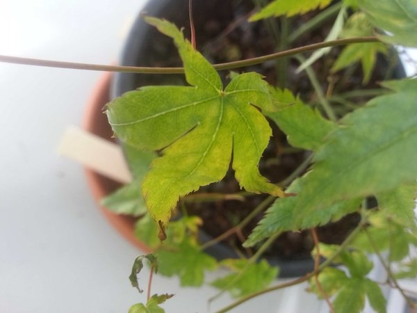 20150602_101644.jpg