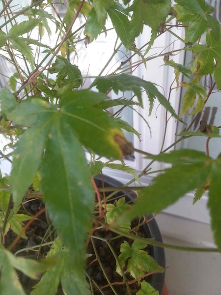 20150602_101654.jpg