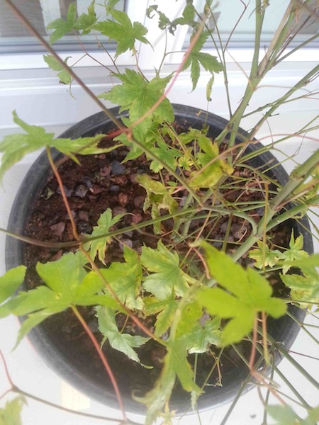 20150602_101700.jpg
