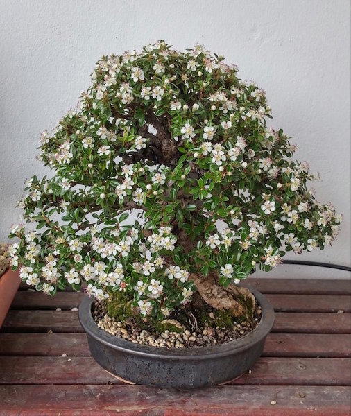 20150525_101916_HDR-1.jpg