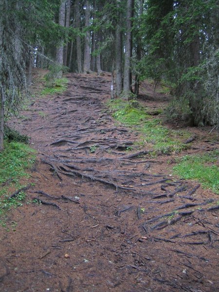 harz-wurzelwege2.jpg