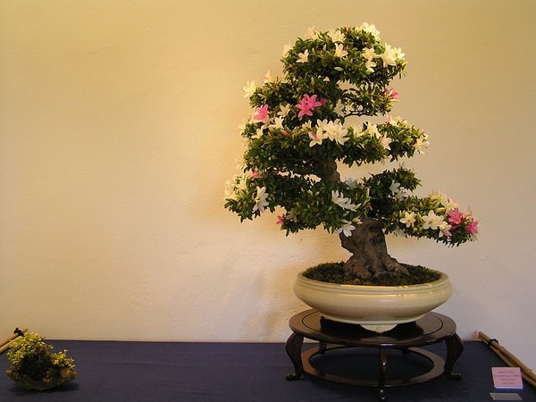Chiyo no Hikari 1  077.jpg