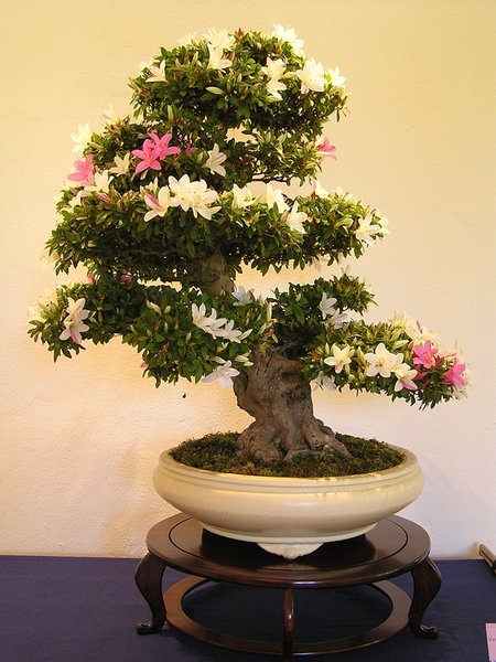 Chiyo no Hikari 1a  081.jpg