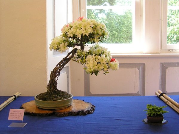 Hana no Seiza 1    020.jpg