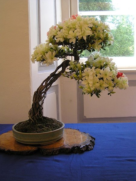 Hana no Seiza 1a  091.jpg