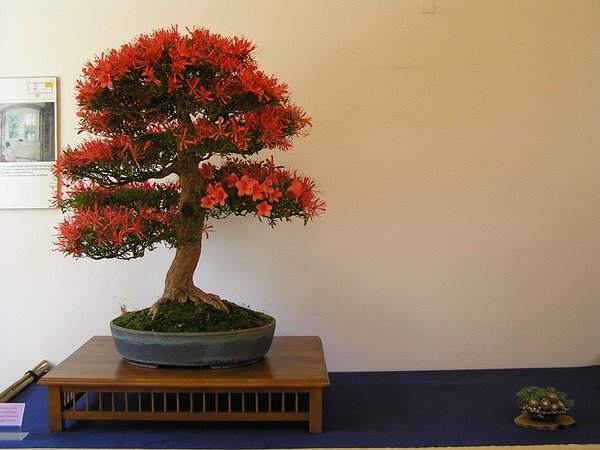 Kinsai 1  042.jpg